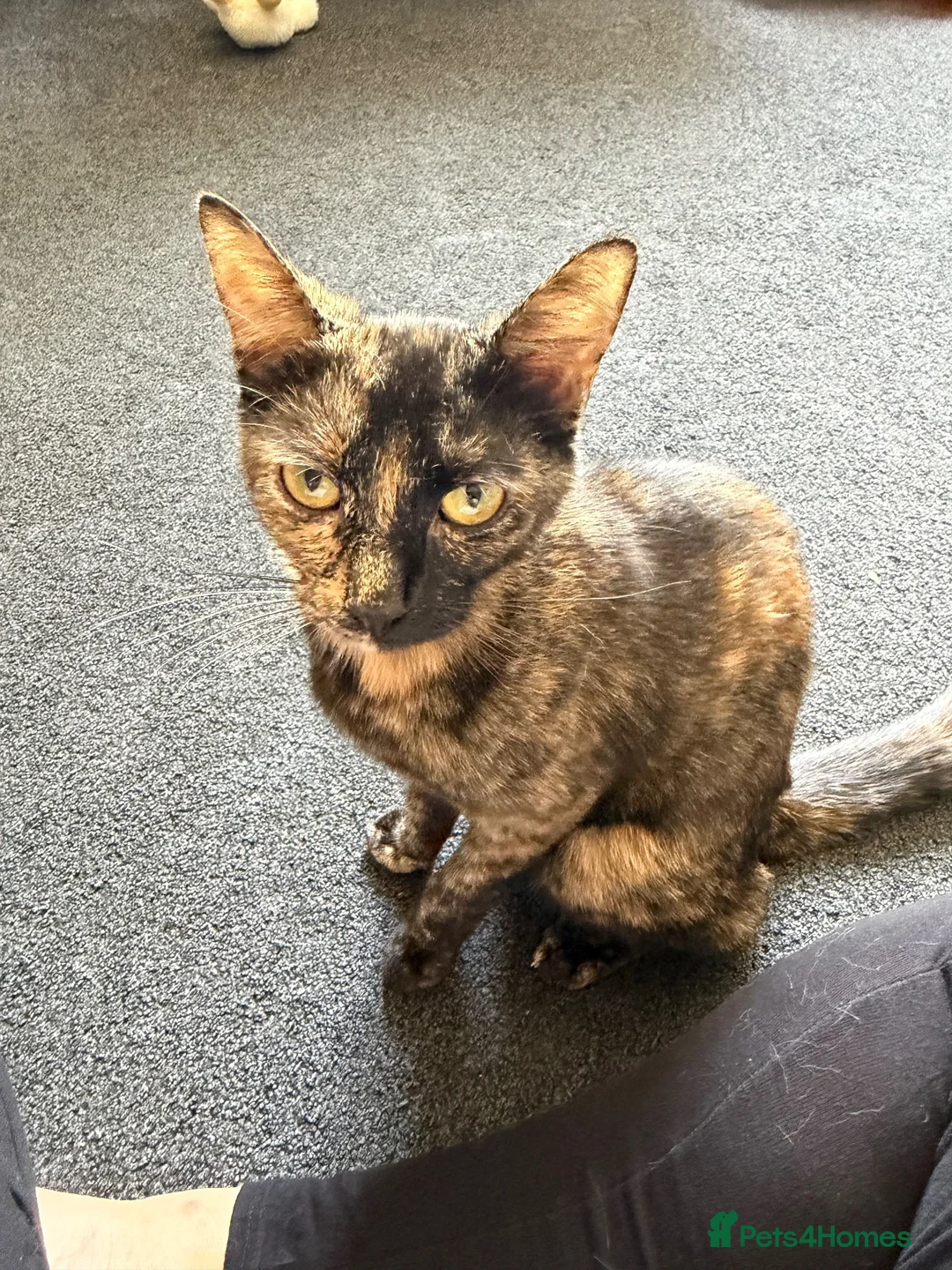 Domestic Shorthair cats for sale: Two lovely kittens looking for their forever homes - Advert 1