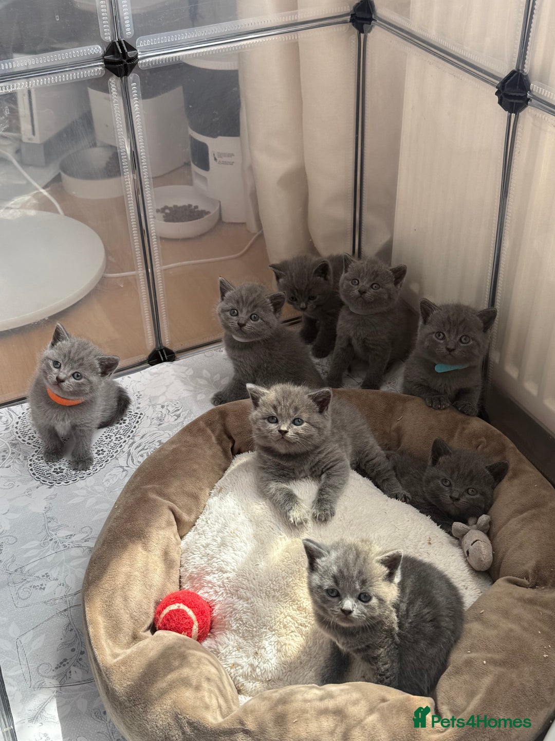 British Shorthair cats for sale: Blue British shorthair  - Image 1