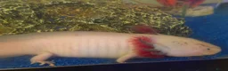 Axolotl reptiles for sale: Axolotl - Advert 10