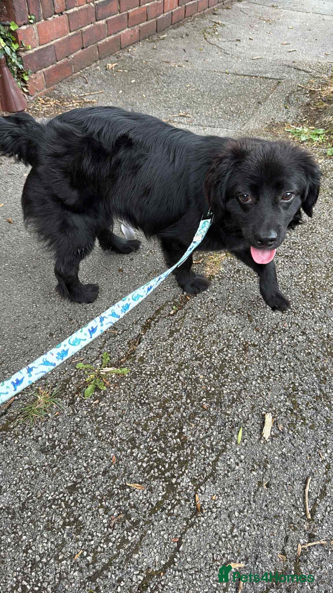Cocker Spaniel dogs for sale: 9 Month old Puppy - Cocker Spaniel  - Image 3