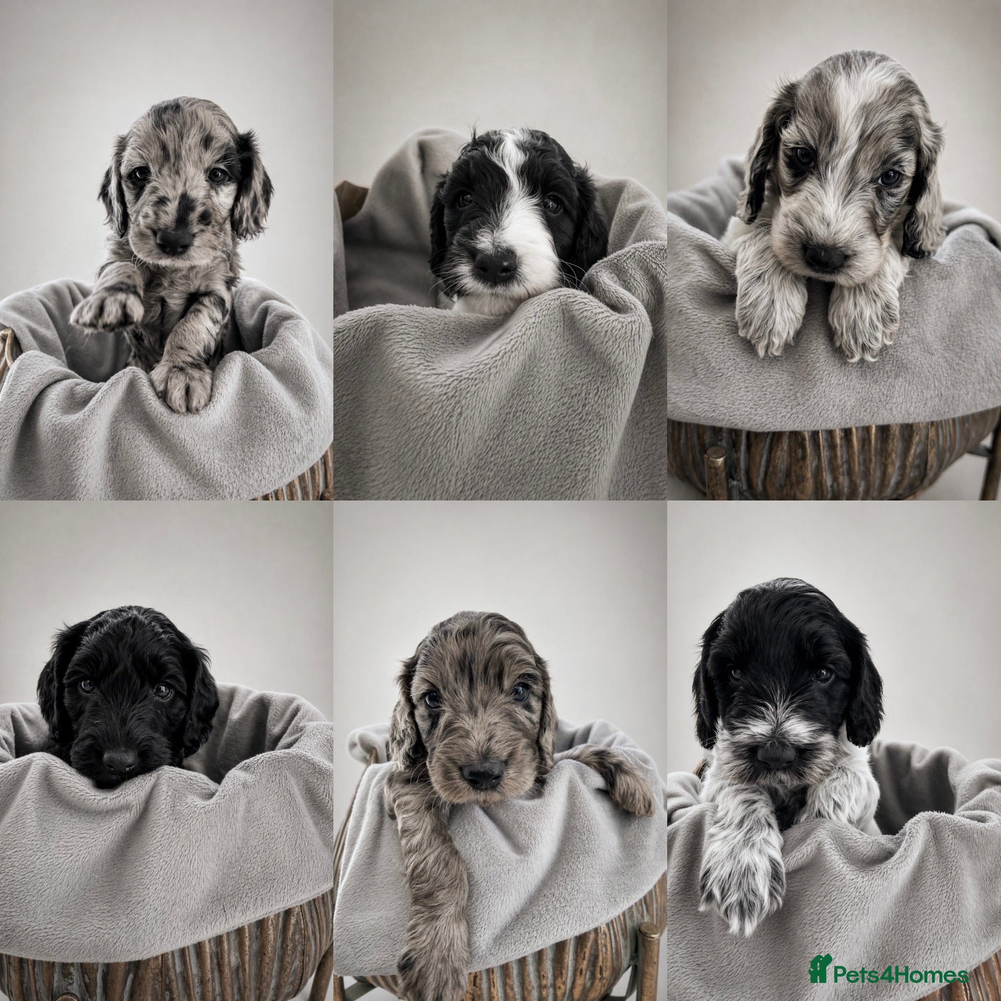 Cockapoo dogs Beautifully Marked F2 Cockapoos - Advert 16