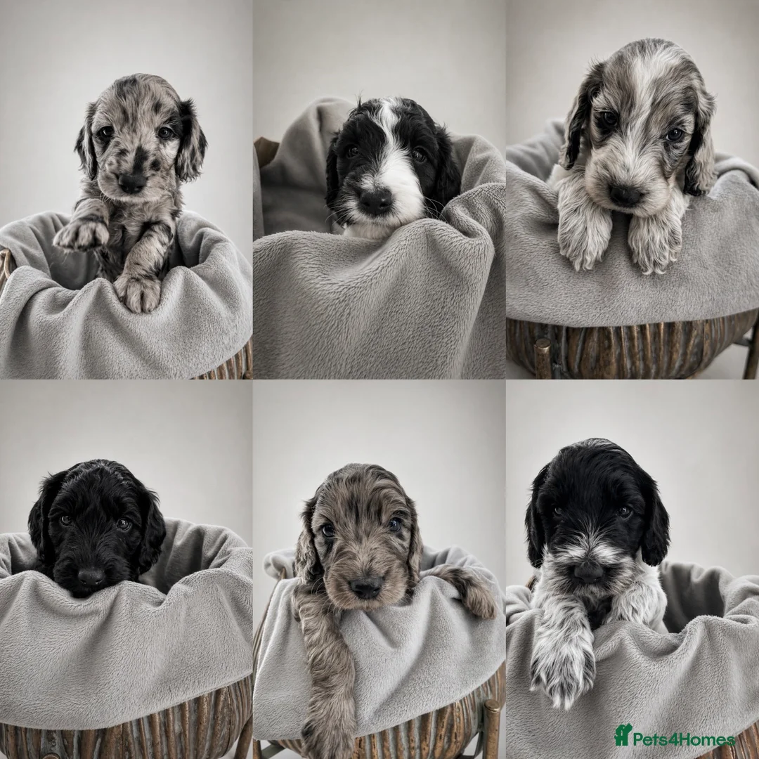 Cockapoo dogs for sale: REDUCED! READY TO GO! Beautifully Marked Cockapoos - Advert 1
