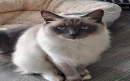 Ragdoll cats for sale: 2 x GCCF Registered Ragdolls for Sale - Image 17