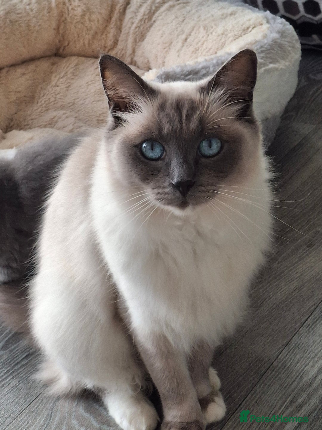 Ragdoll cats for sale: 2 x GCCF Registered Ragdolls for Sale - Image 17