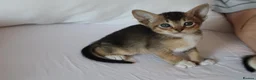 Abyssinian cats for sale: Abyssinian X (Abyssinian X) - Advert 5