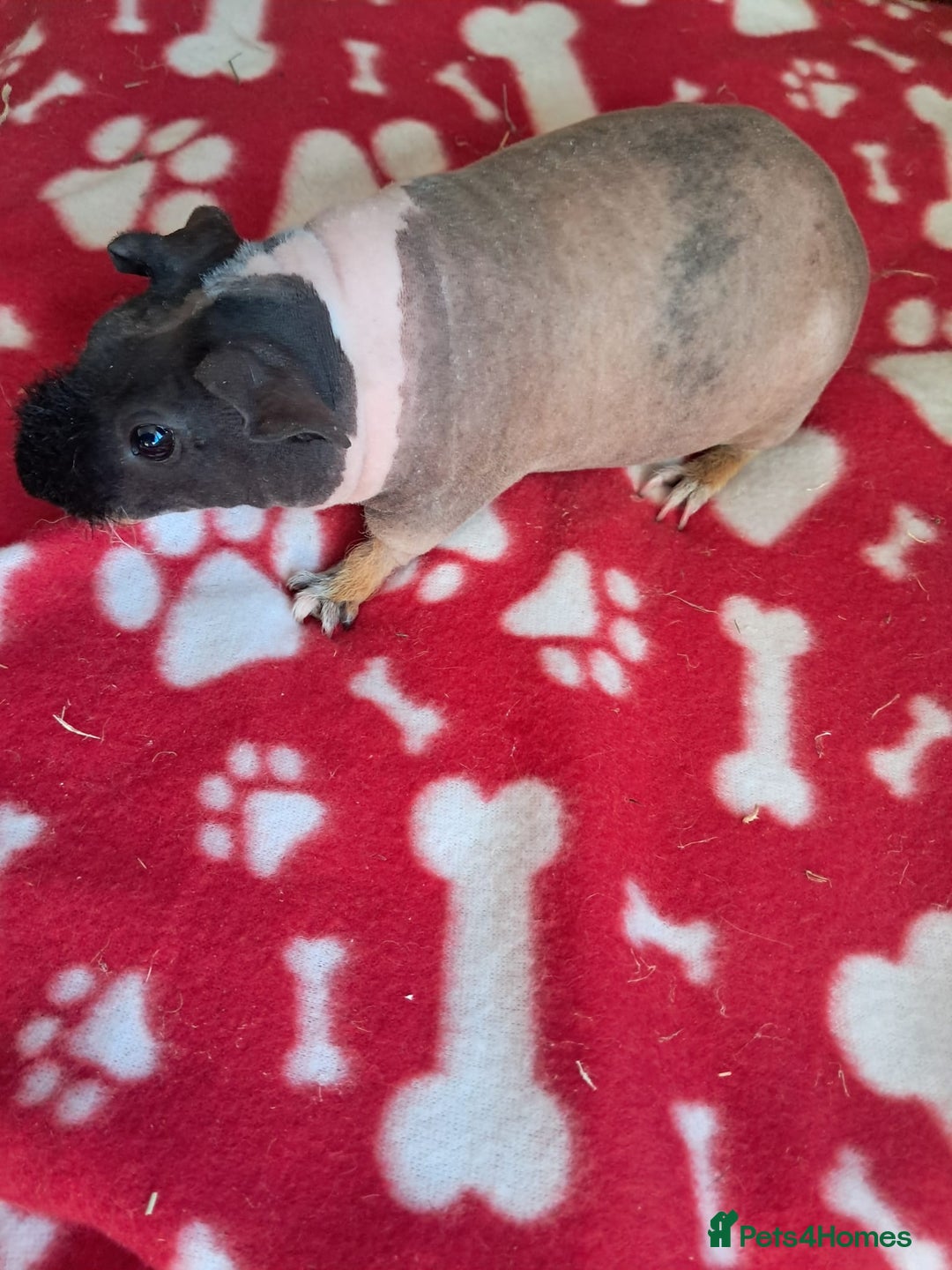 Guinea Pig rodents for sale: BEAUTIFUL SELECTION OF SKINNY PIGS - Advert 6