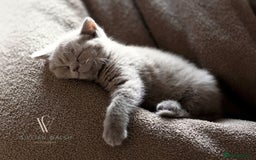 British Shorthair cats for sale: British Shorthair Kitten  - Image 10
