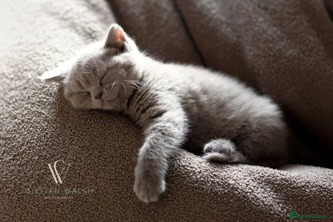 British Shorthair cats for sale: British Shorthair Kitten  - Image 10
