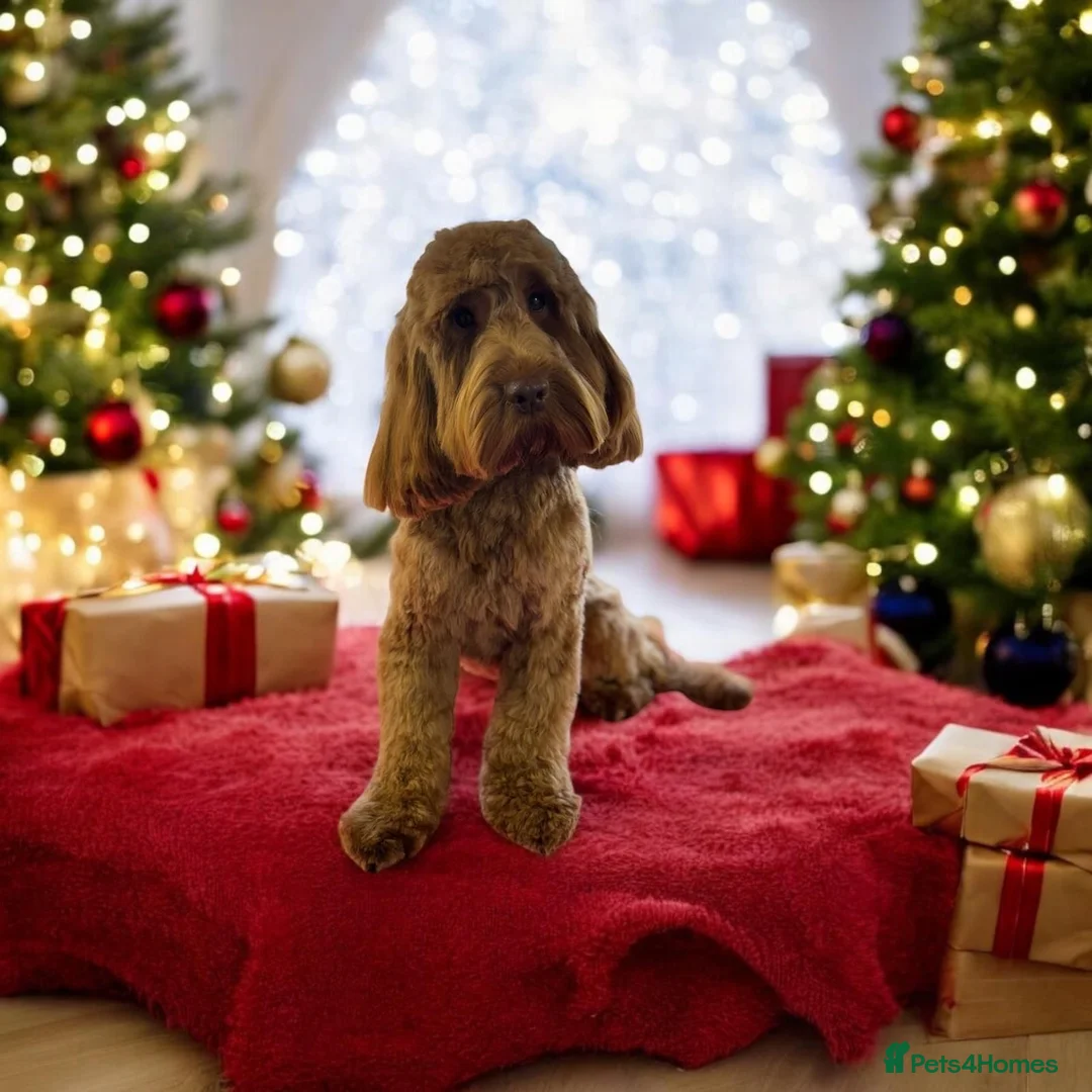 Cockapoo dogs for stud: F1 Red Cockapoo PROVEN Stud-Extensively DNA Tested in Stafford - Advert 2