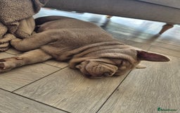 Mixed Breed dogs for sale: 2 boys left chow x frow - Image 7