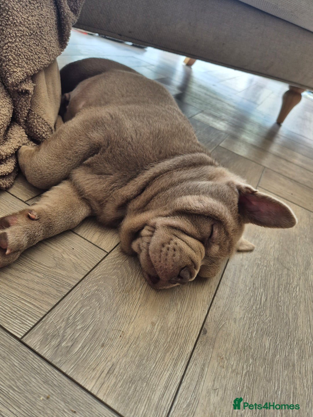 Mixed Breed dogs for sale: 2 boys left chow x frow - Image 7