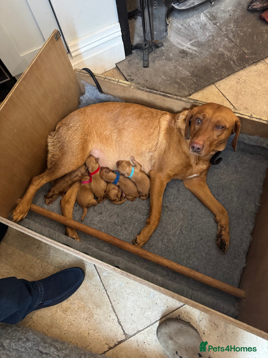 Labrador Retriever dogs for sale: Fox Red Labrador puppies for sale in Cheshire  - Advert 4