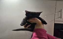 Mixed Breed cats for sale: kittens - Image 4