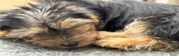 Mixed Breed dogs for sale: READY TO LEAVE 1 female left  - Advert 4