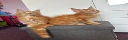 Maine Coon cats for sale: ✨5 Gorgeous GCCF Pure Bred MC kittens  in Burton-on-Trent - Advert 14