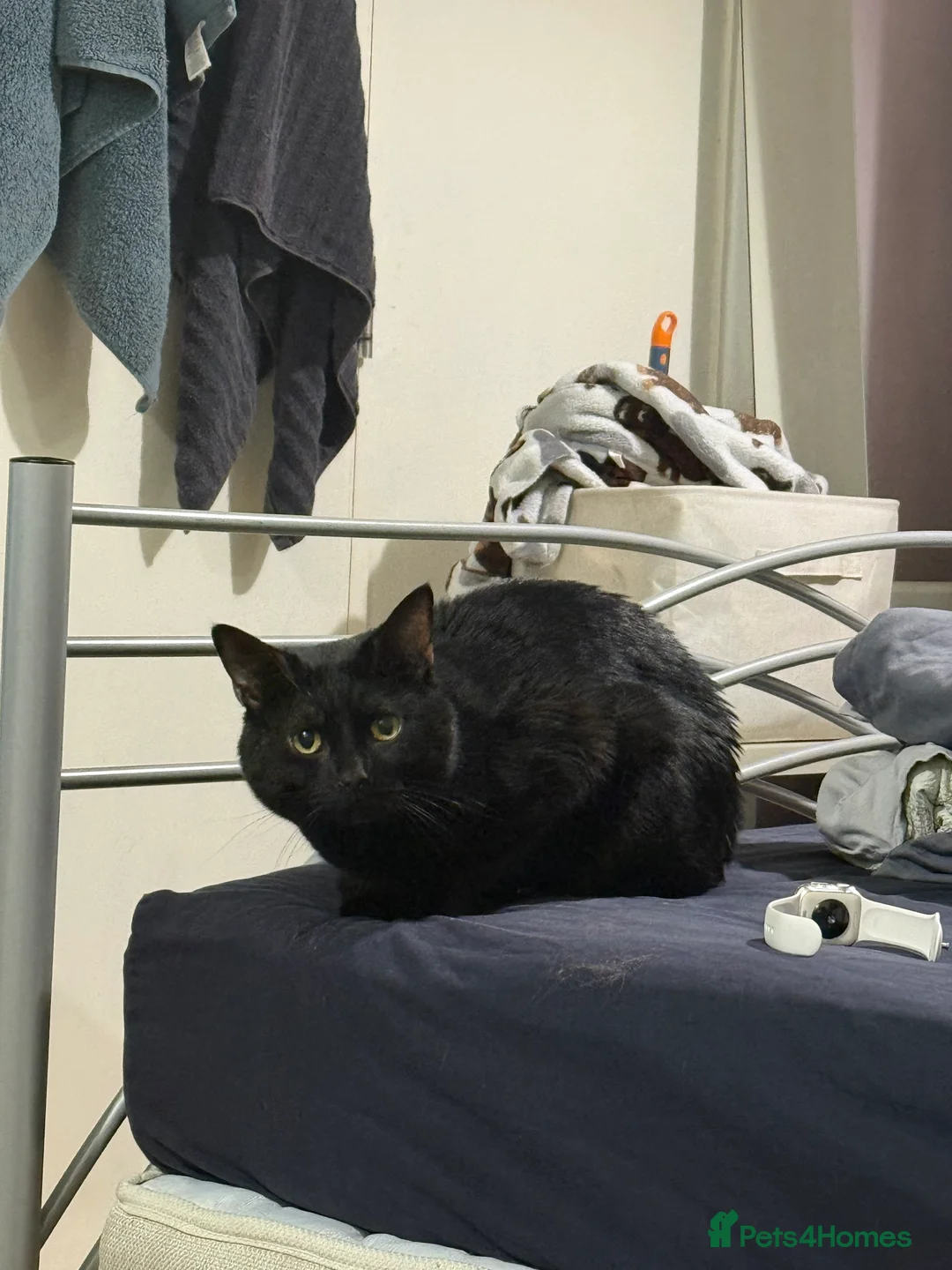 Mixed Breed cats for sale: Cute Black Cat  - Advert 2