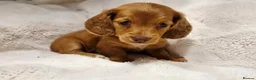 Miniature Dachshund dogs for sale: Longhair miniature dachshund puppys 🐶  - Advert 9