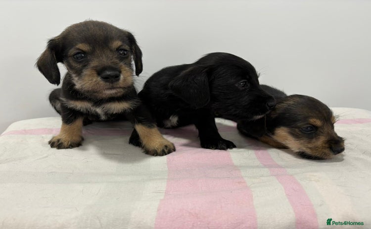 Mixed Breed dogs - Advert 2