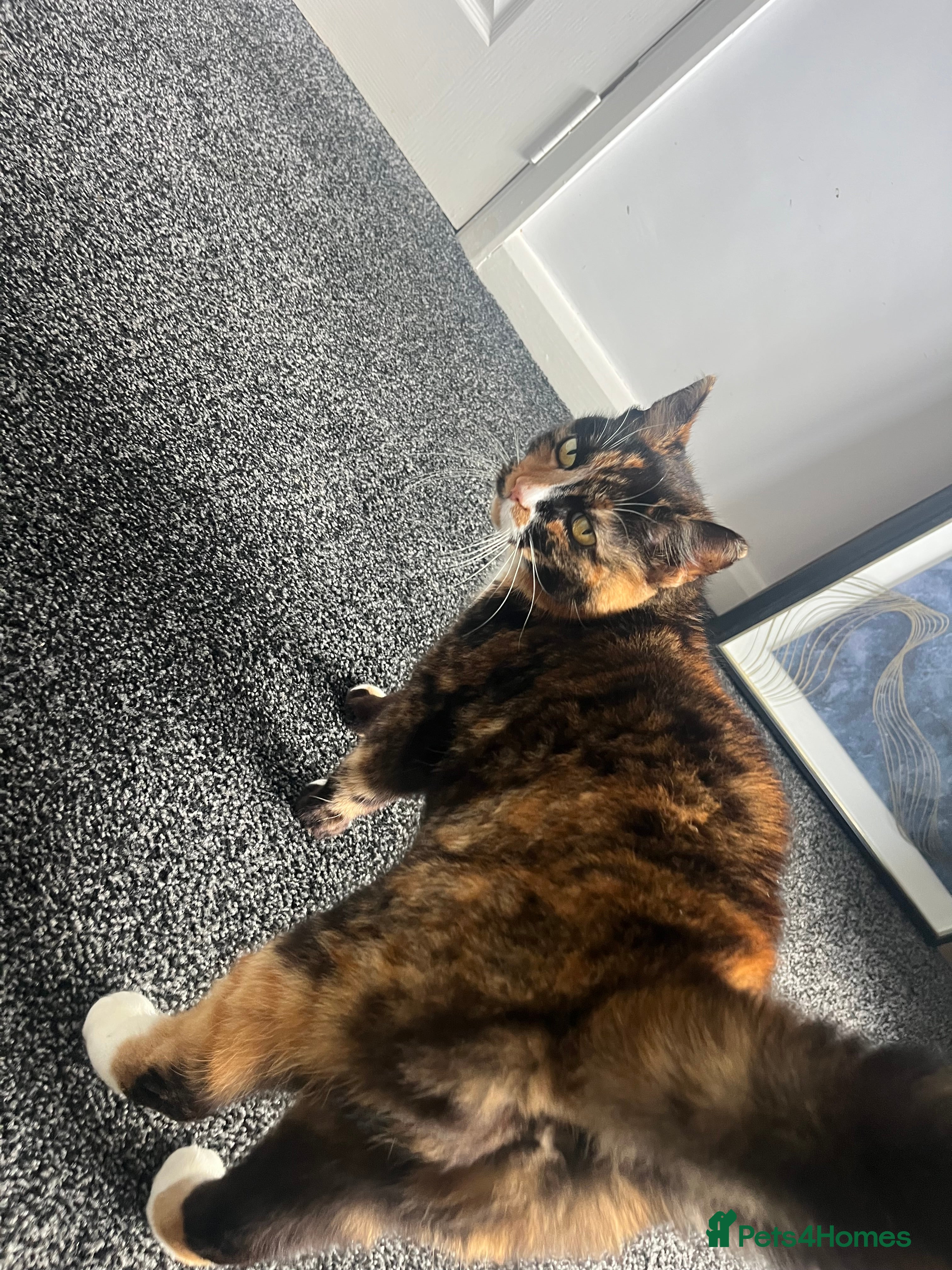 British Shorthair cats Elderly Female Cat - excellent home needed  - Advert 2