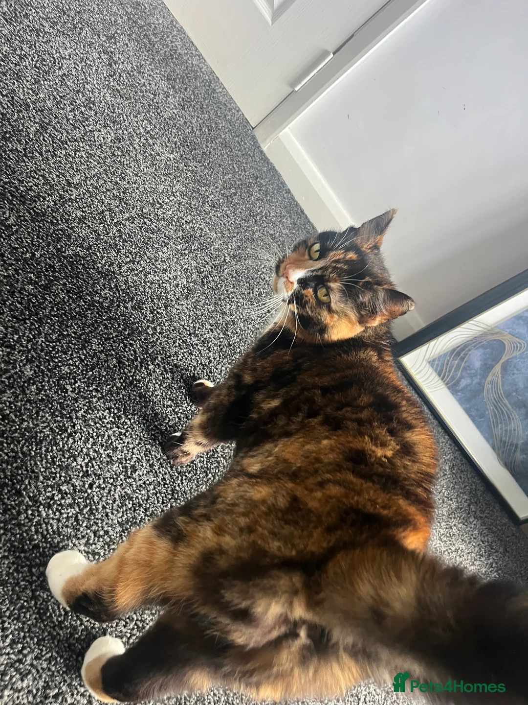 British Shorthair cats for sale: Elderly Female Cat - excellent home needed  - Advert 1