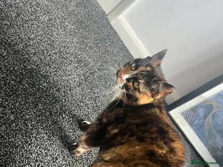 British Shorthair cats Elderly Female Cat - excellent home needed - Advert 2