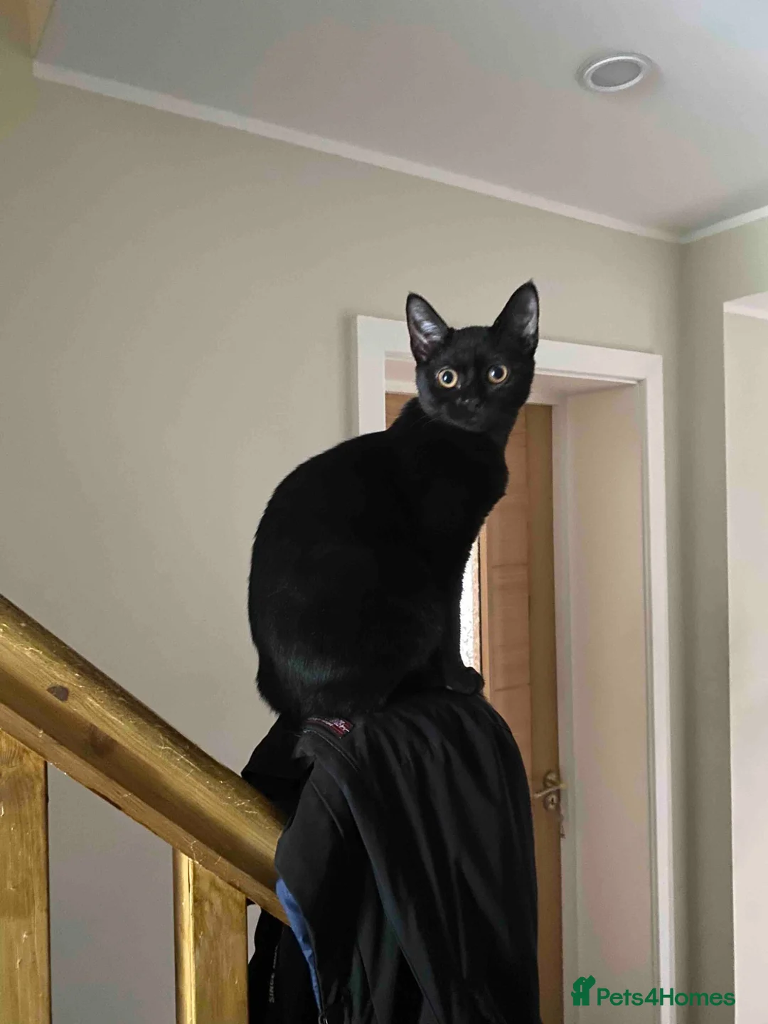 Mixed Breed cats for sale: Kittens looking for new home - Advert 1