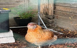 Chickens poultry for sale: Young Laying Hen for Sale - Image 5