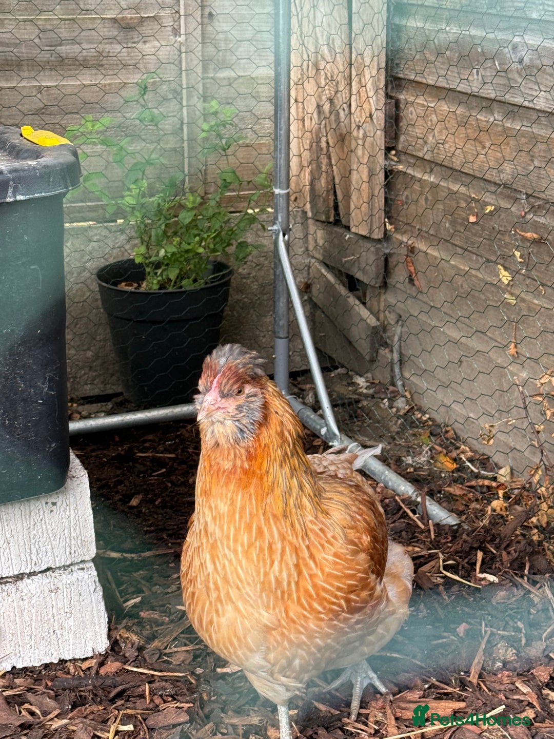 Chickens poultry for sale: Young Laying Hen for Sale - Image 5