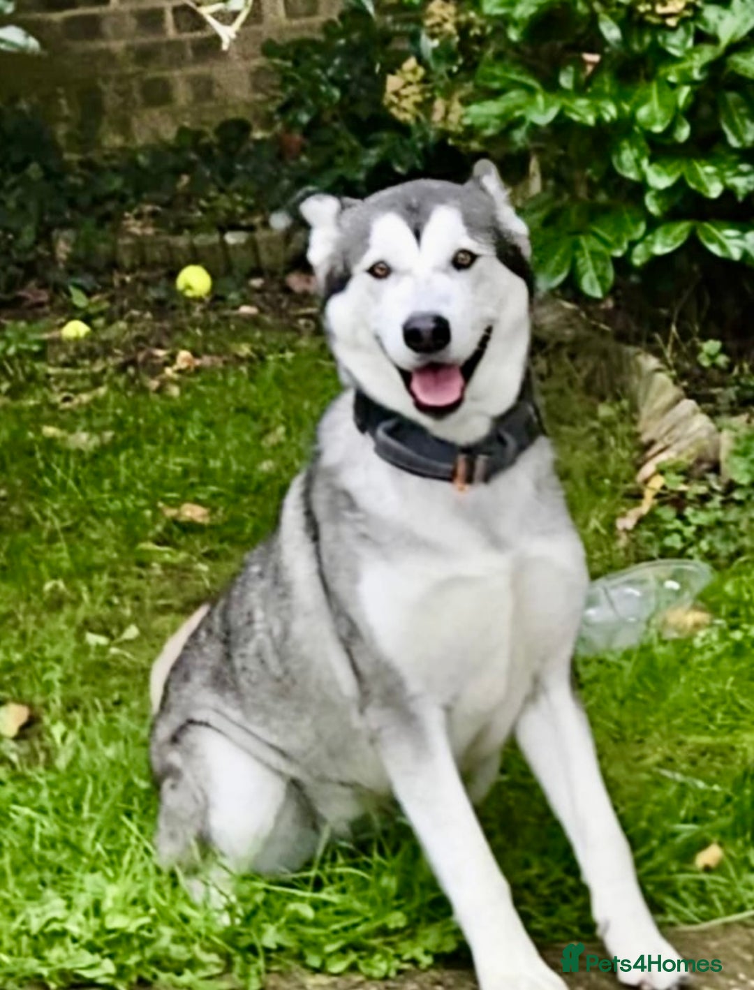 Utonagan dogs for sale: Huskamute - Advert 3