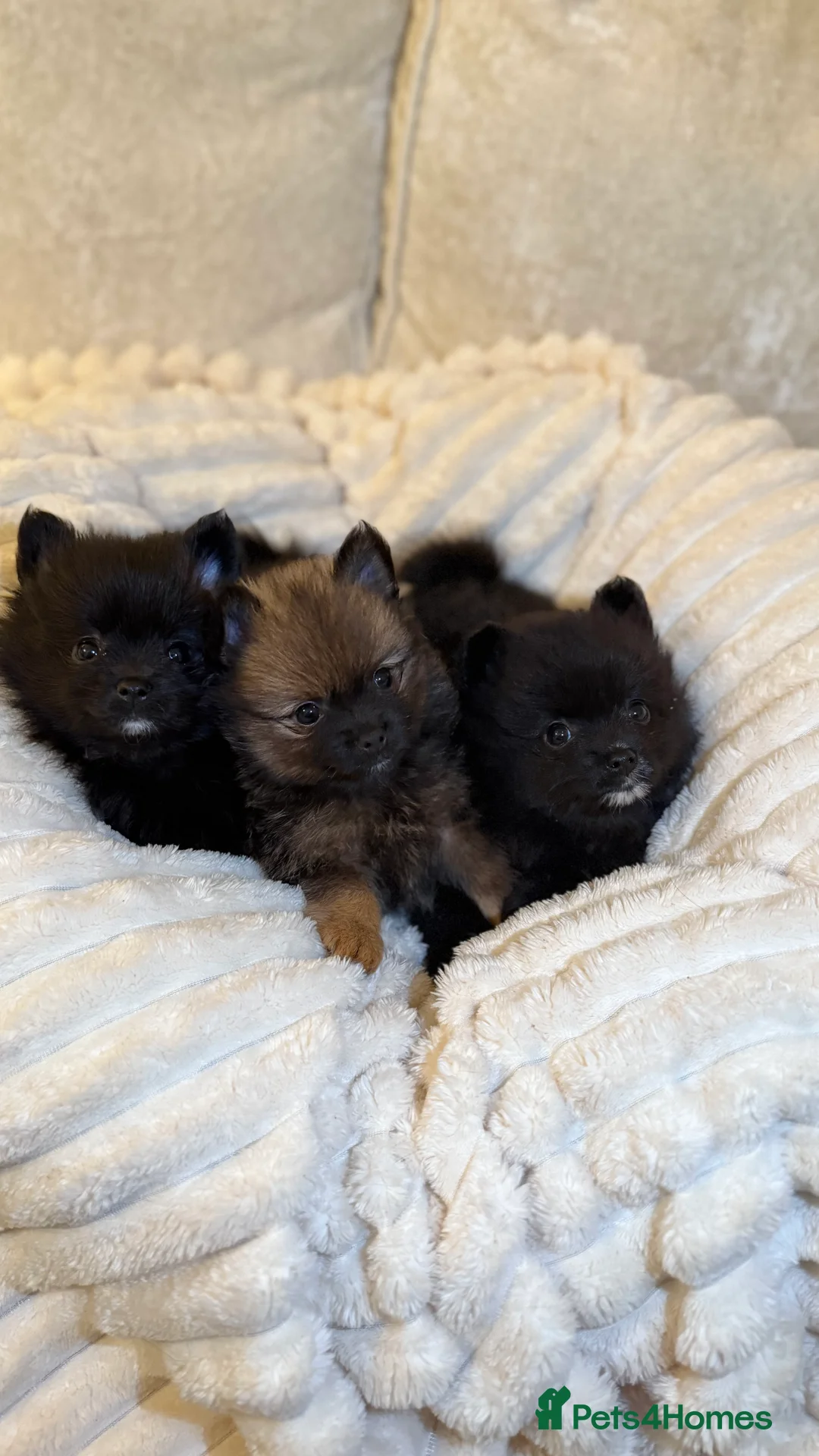 Pomeranian dogs for sale: 🐾 100% Pomeranian Puppies 🐾 - Advert 2