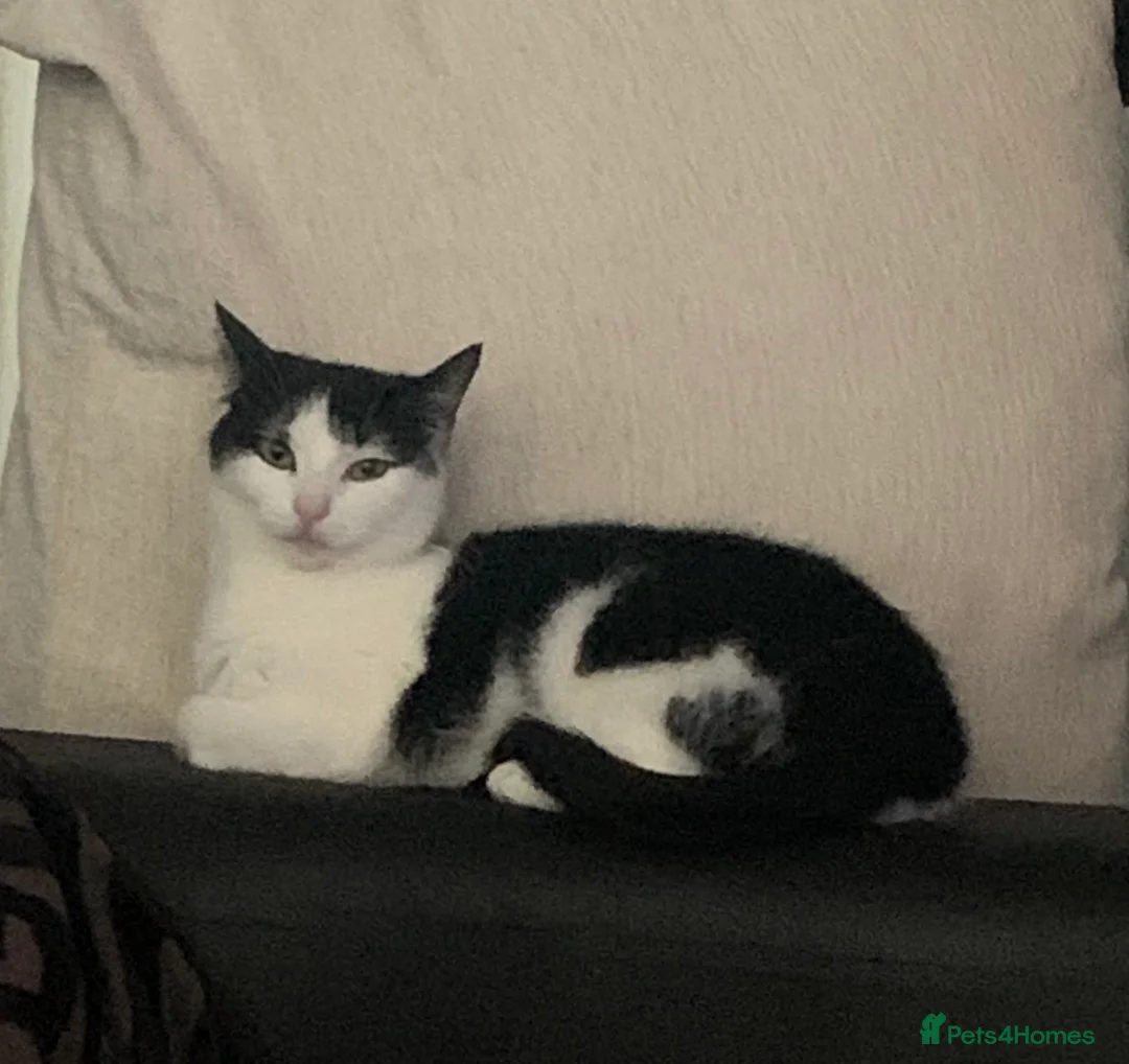 Mixed Breed cats for sale: 2 x kittens for sale - Advert 2