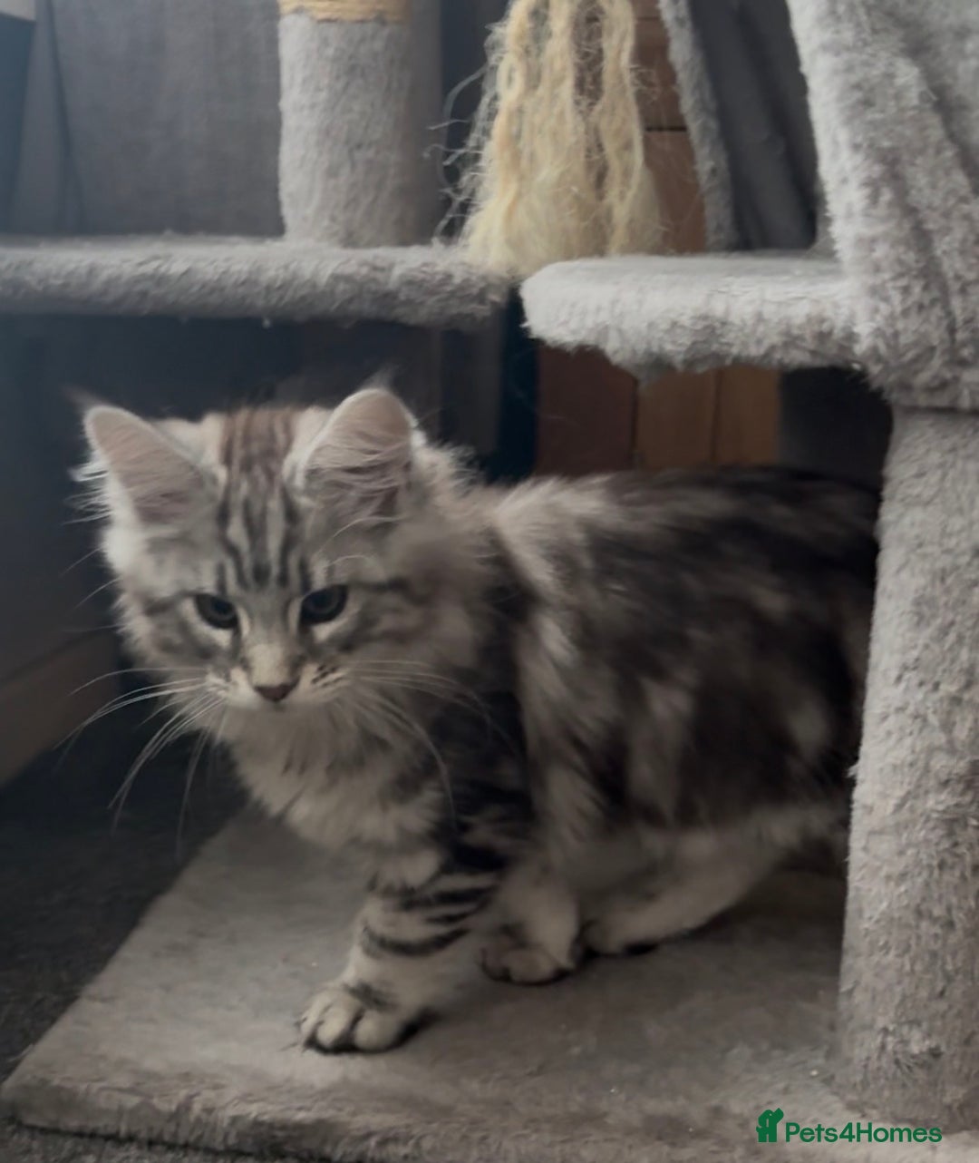 Maine Coon cats for sale: Ready to leave quality Maine coon kittens - Advert 22
