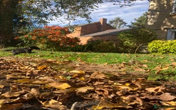 Labrador Retriever dogs for sale: 4x Black Dog Labrador Puppies - Image 9