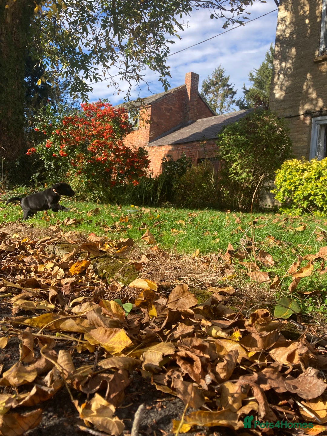 Labrador Retriever dogs for sale: 4x Black Dog Labrador Puppies - Image 9