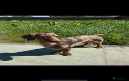 Miniature Dachshund dogs for stud: MINIATURE DAPPLE CHOC/ISABELLA DACHSHUND STUD - Advert 5