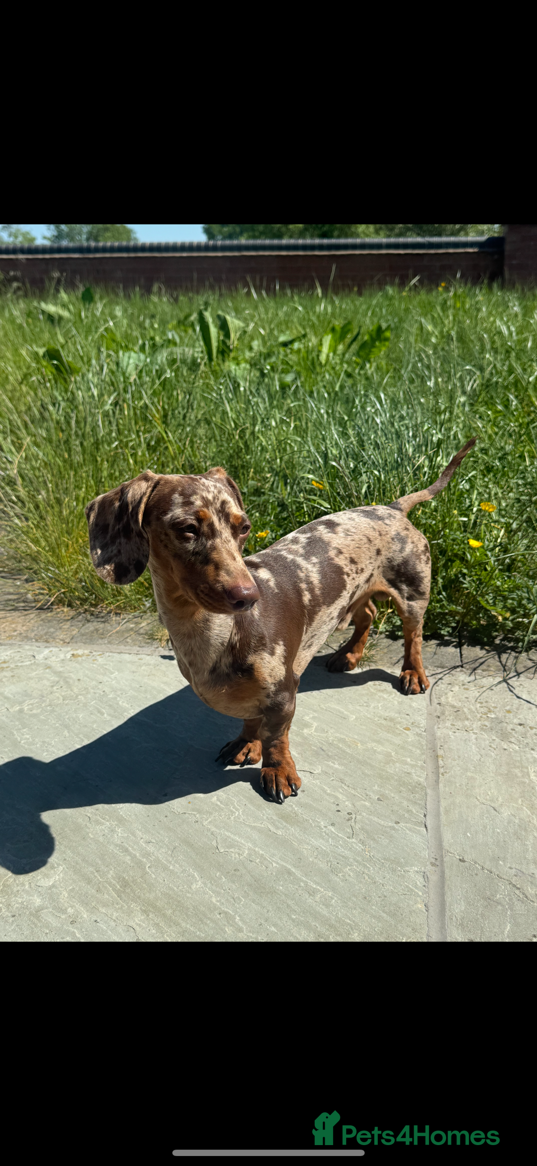 Miniature Dachshund dogs for stud: MINIATURE DAPPLE CHOC/ISABELLA DACHSHUND STUD - Advert 5