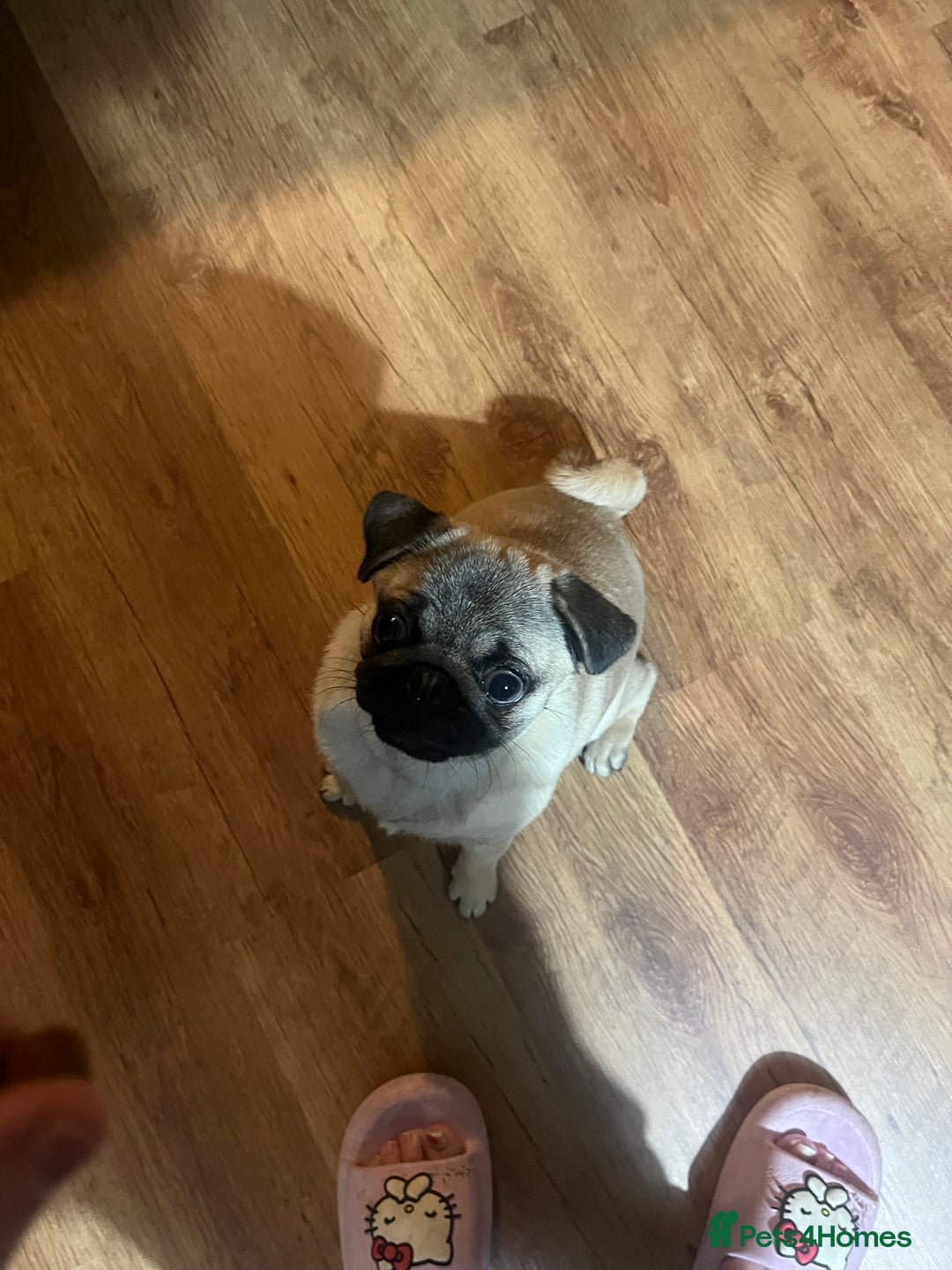 Pug dogs for sale: Lovable friendly Pug looking for her 5 star home  - Advert 2