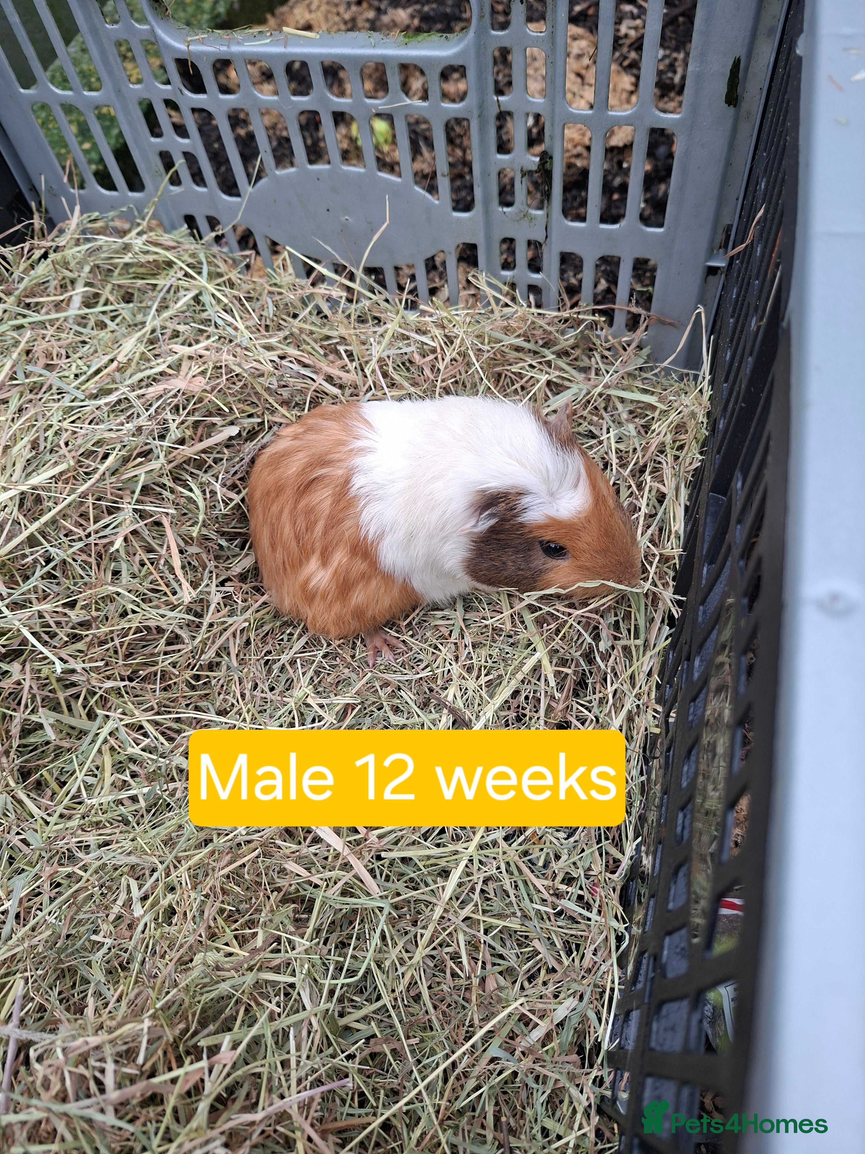 Guinea Pig rodents Baby and adult Guinea pigs for sale - Advert 2