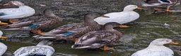 Ducks poultry for sale: Pairs of Call Ducks for sale. This years hatch. - Advert 2