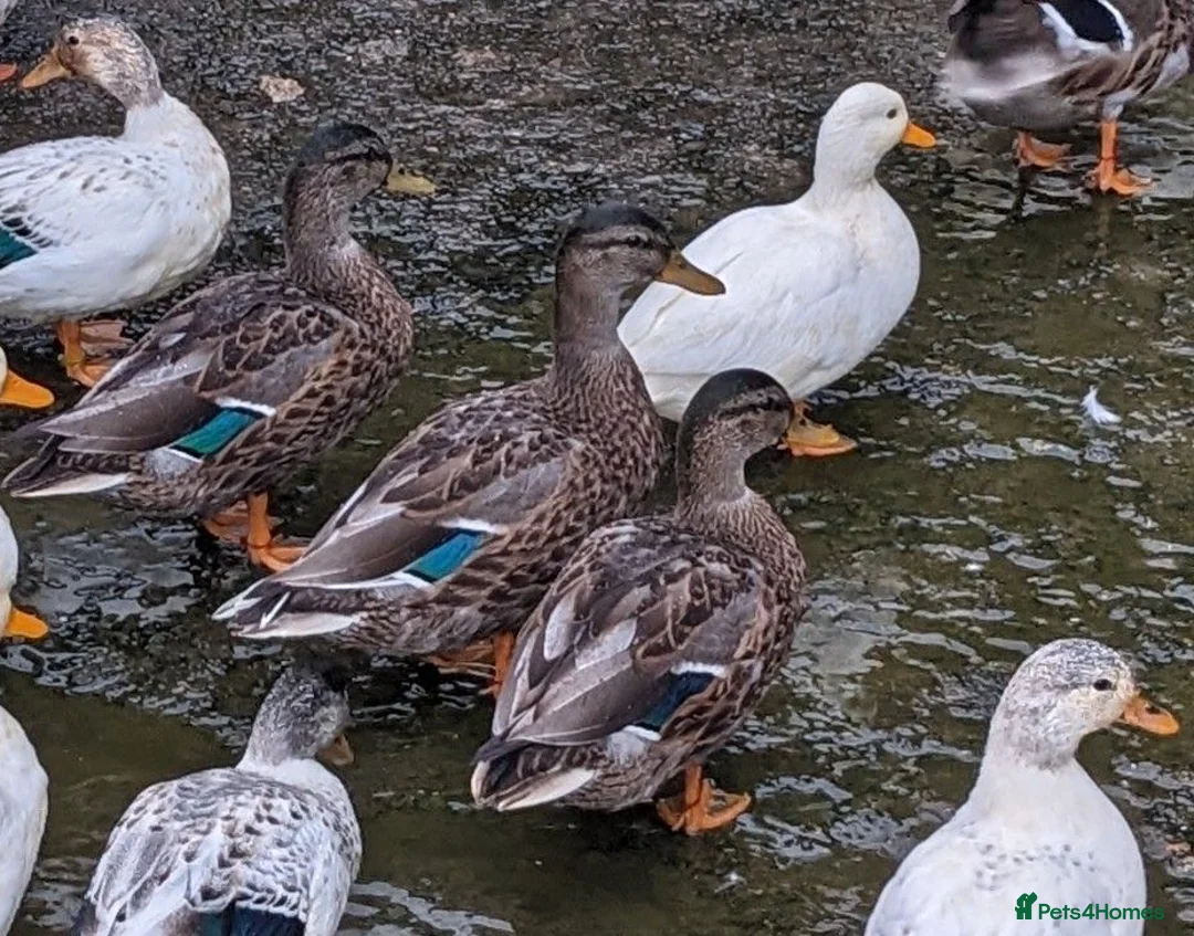 Ducks poultry for sale: Pairs of Call Ducks for sale. This years hatch. - Advert 2