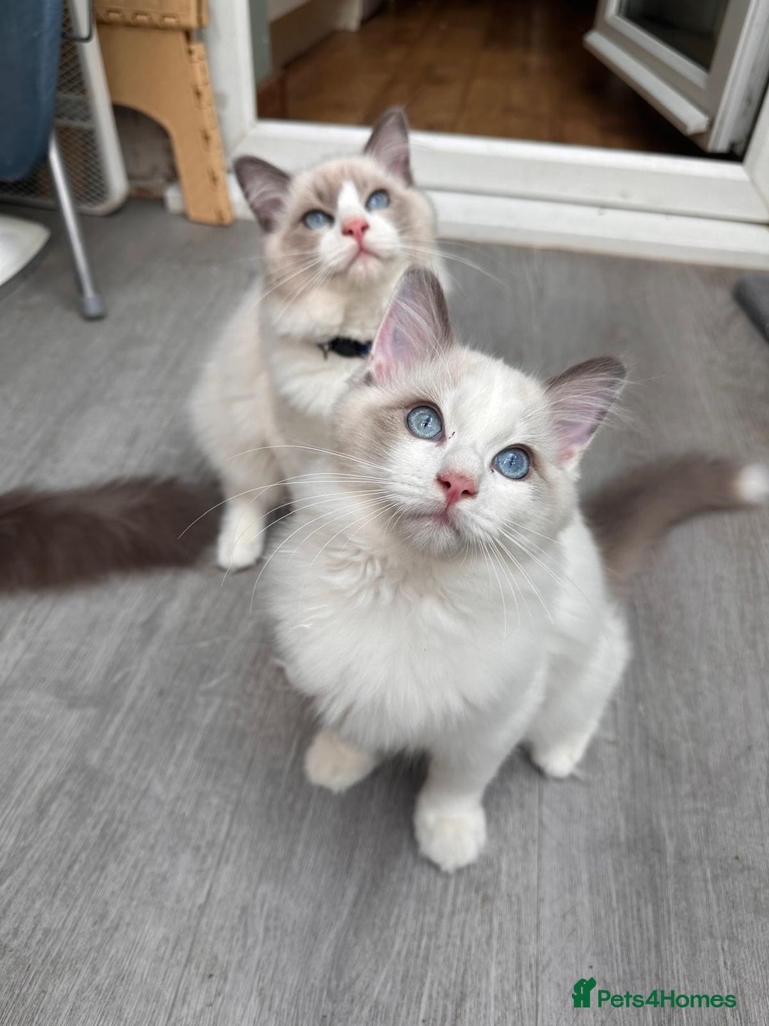 Ragdoll cats for sale: Male Ragdoll kittens - Image 6