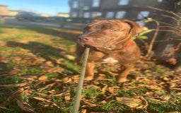 Mixed Breed dogs for sale: mastiff x staffy puppy - Advert 3