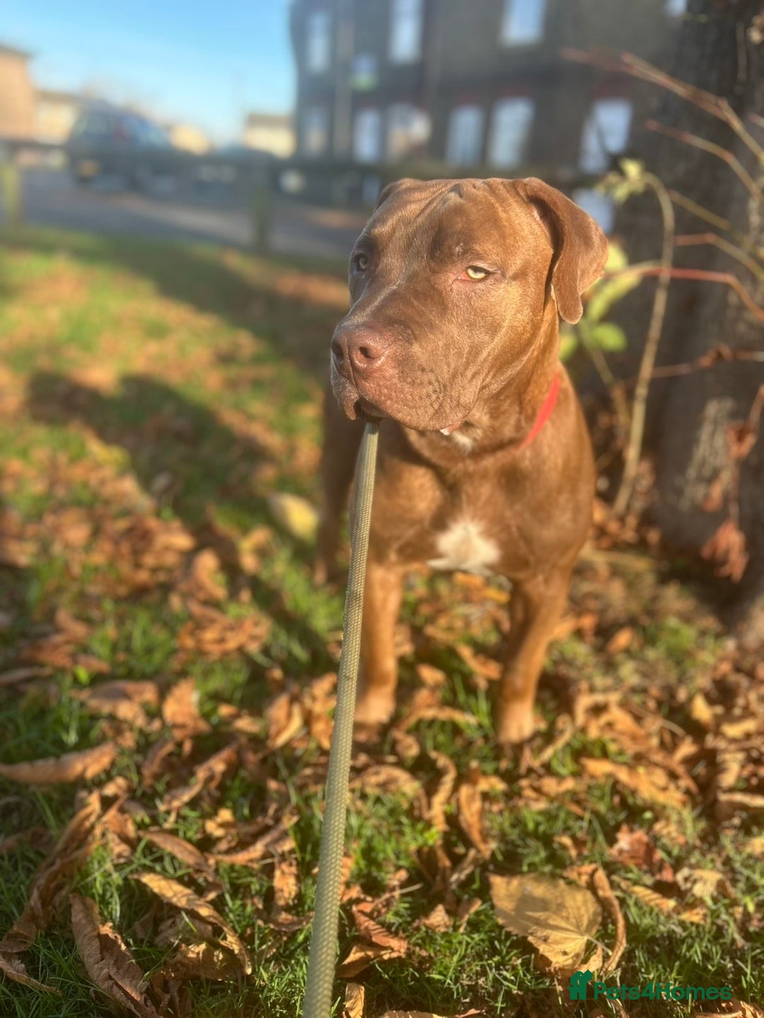 Mixed Breed dogs for sale: mastiff x staffy puppy - Advert 3