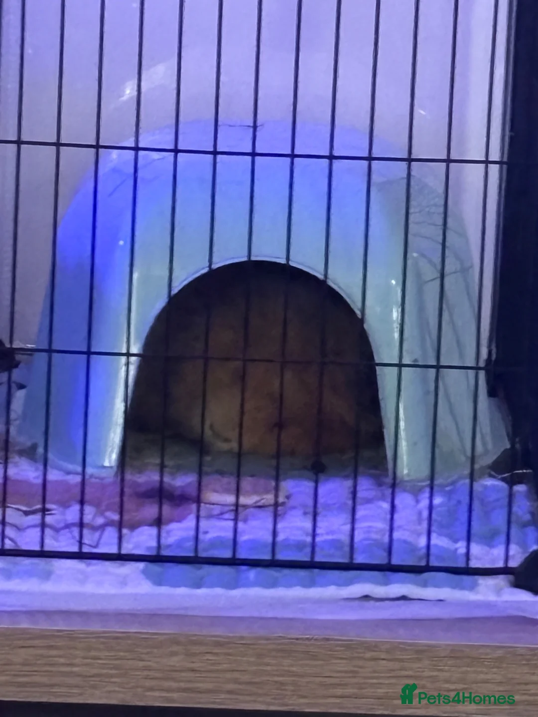Guinea Pig rodents for sale: Two male guinea  in Ashford - Advert 5
