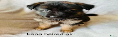 German Shepherd 3