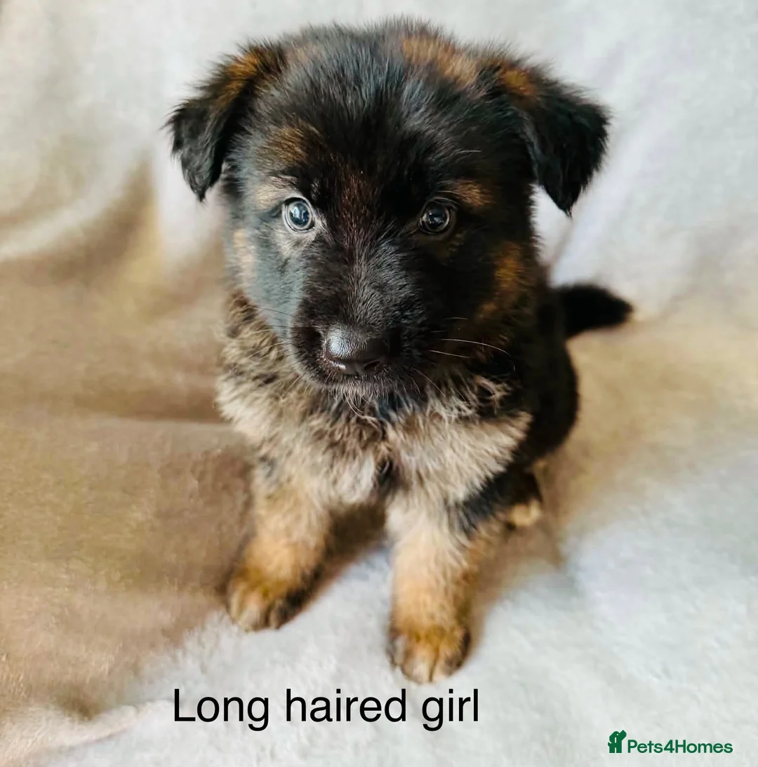 German Shepherd dogs for sale: Gorgeous German shepherd pups for sale  in Durham - Advert 2