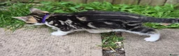 Mixed Breed cats for sale: 5 kittens ready for new homes in Southampton - Advert 11