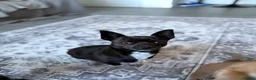 Chihuahua dogs for sale: Beautiful Chihuahua Pups - Last Puppy - Advert 30