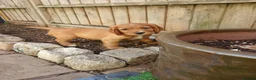 Cocker Spaniel dogs for sale: Red Working Cocker Spaniels - Advert 27