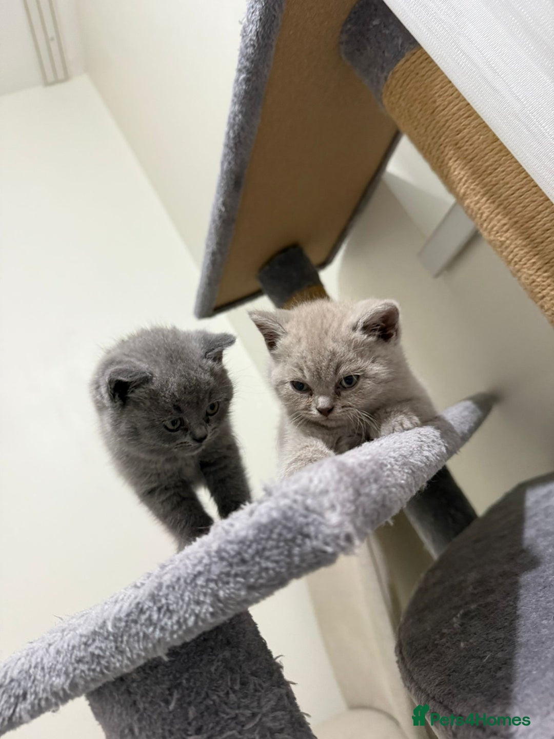 British Shorthair cats for sale: British shorthair kitten - Advert 9